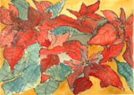 Weihnachtsstern